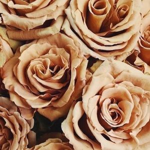 Meet your Posher, Melia